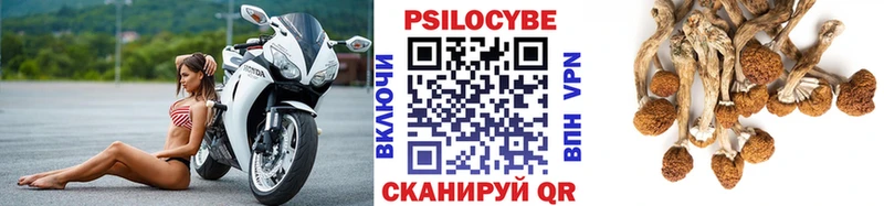 Купить  Бийск  Псилоцибиновые грибы Psilocybine cubensis 
